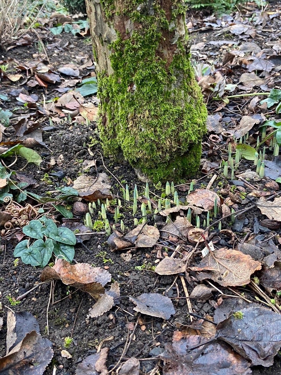 How To Protect Bulbs From Squirrels - Blooming Lucky