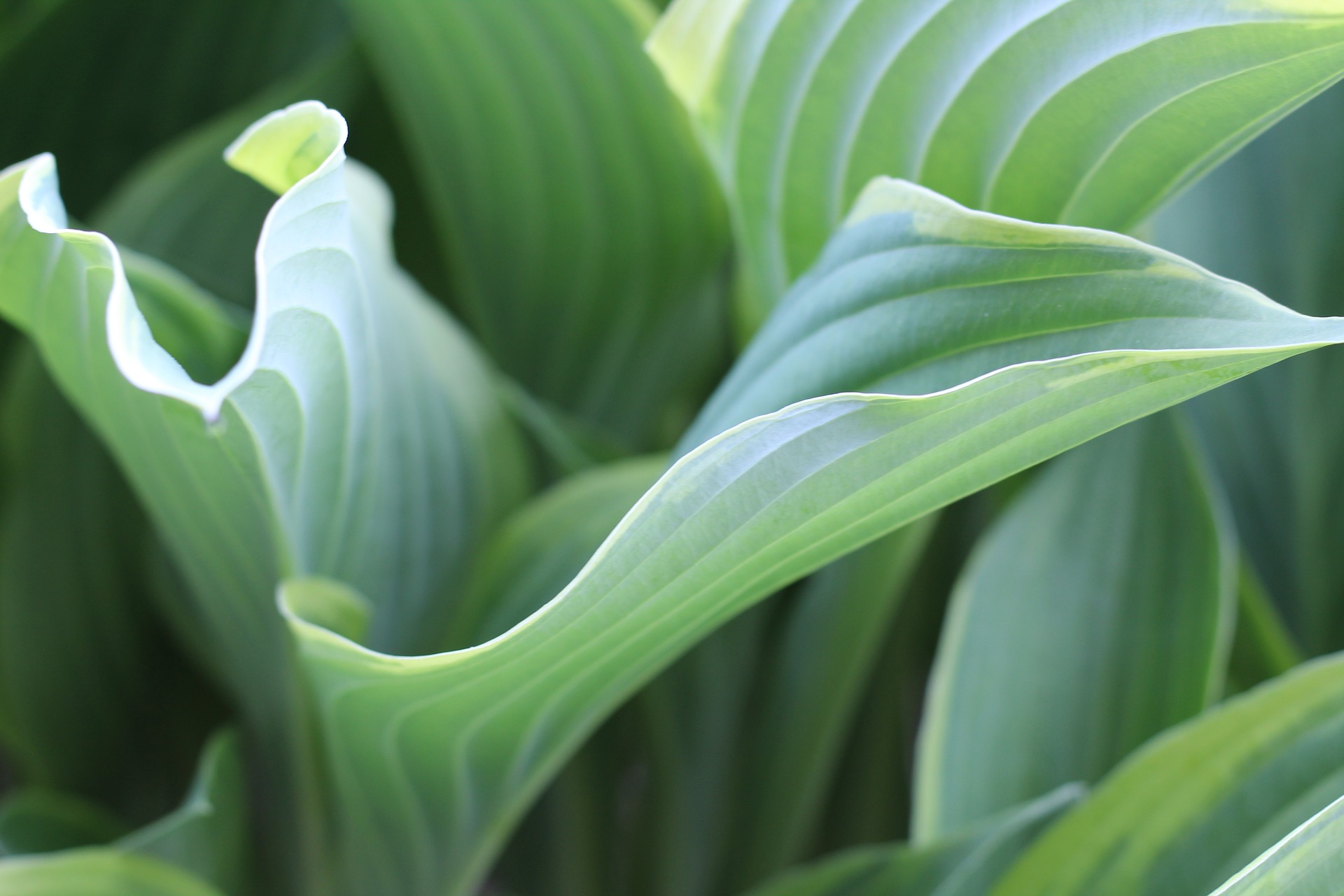 best place to buy hostas