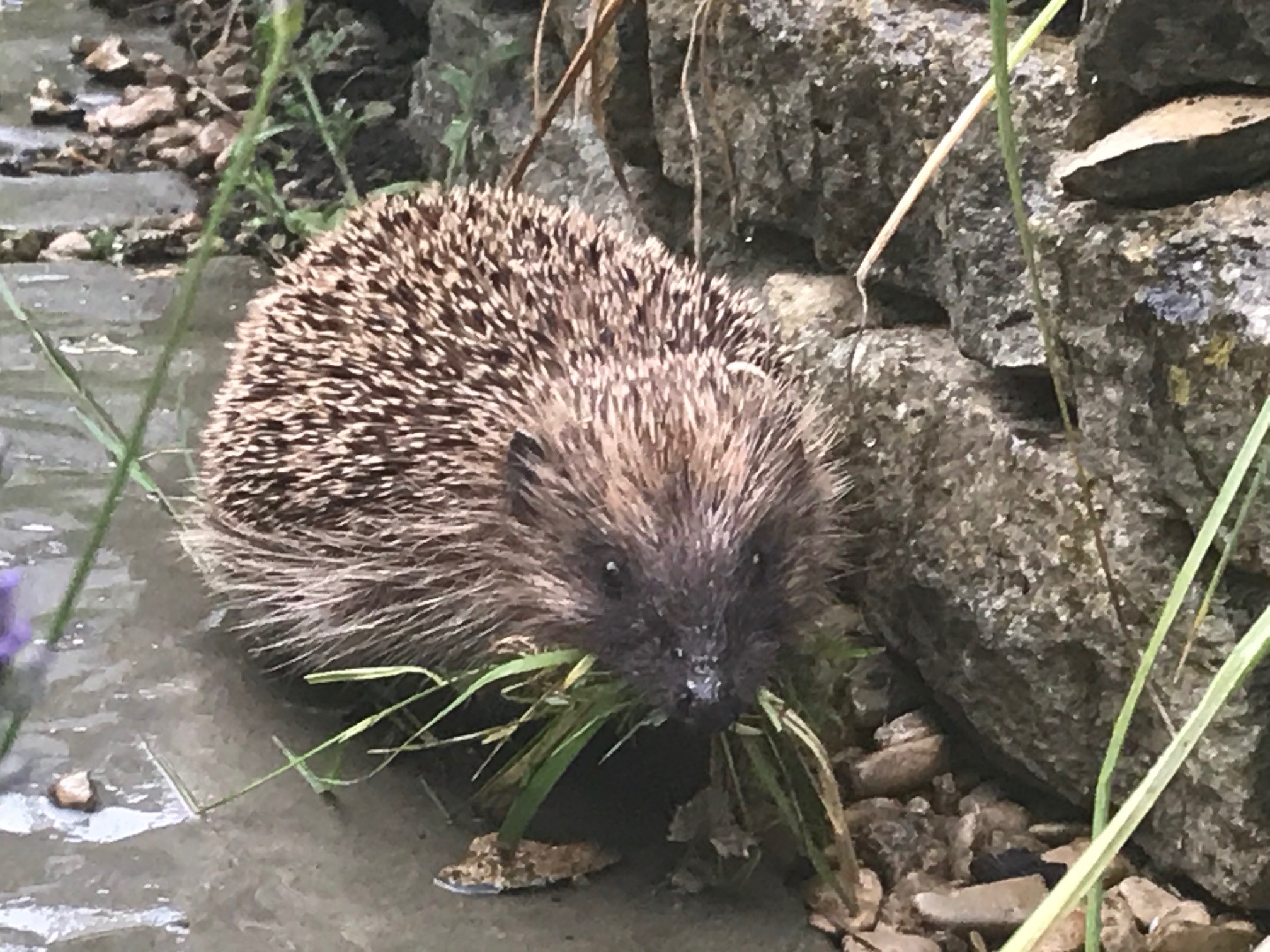Top Gardening Jobs Blooming Lucky