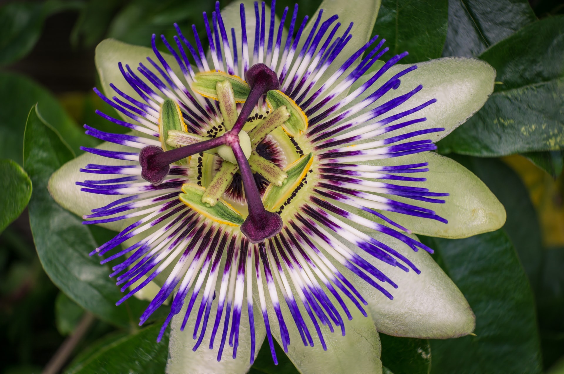 Climbers for Walls - Blooming Lucky